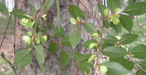 榆錢樹 榆樹|榆錢(植物名):形態特徵,生長環境,分布範圍,主要價值,食用價值,綠。